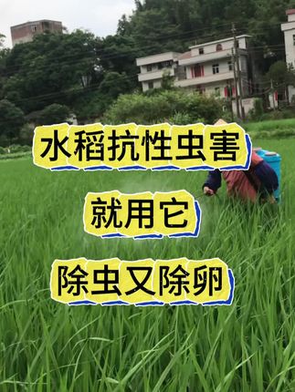 #水稻种植 #助力三农 #病虫害防治 #水稻虫害防治
