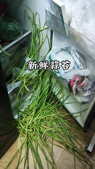 #北方人的蒜薹噩梦 我终于实现蒜苔自由了,吃不完,根本吃不完!#河南蒜苔歌 #蒜苔 #改编歌曲 #青年创作者成长计划