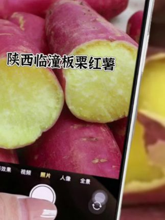 正宗陕西临潼板栗红薯,现挖现发产地直发,蒸出来粉面甘甜口感好#优质农产品 #板栗红薯#临潼板栗红薯 #产地直发#新鲜现挖