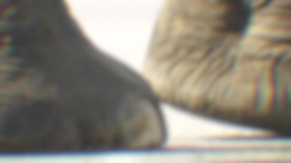 “霸道”亚洲象 大象化身“霸道总裁”,却只求一口吃的!#抖音硬核版#动物世界 #野生动物零距离 #大象