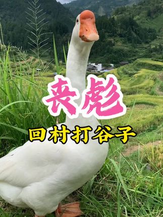 #小鹅丧彪#萌宠日常记录 回家打谷子了,丧彪这个跟屁虫也要跟着。