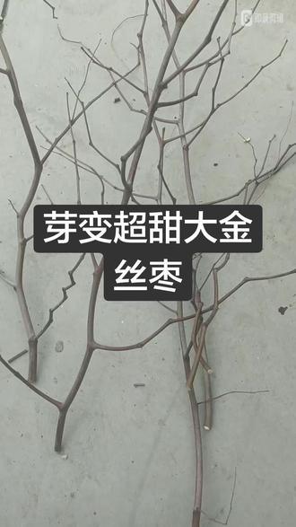 今天讲的这个拼种叫做芽变超甜大金丝,名字挺长挺绕,业内大伙都坚称它芽变,这是一个近两三年很火的枣树新品种,至于它的来历说法不一,有人现成他是小酸枣芽变而来,有人说它是金丝枣芽变而来,还有的人说它就是一个本来就有的自然品种,根本不是什么芽变,植物不进行太空育种又不进行基因编辑是很难自然芽变的,这就是一个以往就有的老品种,因为是量少刚被有心人发掘,以芽变的名义造势炒作,利用它赚五斗米而已,我个人比较偏向于第三种说法,我也希望他们不要因此折腰啊。
抛开别的不谈,这个芽变品种还算是非常优秀的,第一它嫁接当年坐果,而且自然座果率很高,第二年可达丰产,看不出明显大小年之分,甜都高脆度好,果个中上等,据同行反应平均果重35-50克,甜度32-40,这是仅次于金丝新四35-42的甜度了,我去年上第一年坐果已到立秋并没有长到50克,由于坐果太晚到落叶还不成熟,但是脆度甜度已经相当不错了,该品种初坐果到稳果期果实形状稍有异形,这里指的异形不是畸形果残果废果,是枣脐凹陷,果中间有略微收腰现象,当然也不是每个果都这样,随着果实长到着色期,一部分基本大逐渐恢复到正常状态,其成熟果为长圆形并不太规则,这是该品种的一个特征。
第二这个品种无刺,很多优秀品种就是因为刺太强,让想种的人望而却步,芽变这个品种嫁接第一年旺长状态就能做到基本无刺,可想而知到盛果期稳产已后不再大量抽枝必然完全无刺,尤其是家里庭院种植刺太多的品种部更不适宜,芽变、冬枣、铃枣,胎里红,这四个品种是可以做到真正的幼树无刺,这四种中以芽变综合品质最高,仅次于芽变就是铃枣,但铃枣比芽变果个稍大一些。
第三这个品种不需要特殊管理,不需要公树授粉,也不需要喷施坐果剂,更不需要环割开甲,就可以高度坐果丰产,芽变在我搜集的品种枣核比例最小,当然现在有很多技术手段可以让枣核提前停止发育或者枣核发育不彻底,有这种复配的瓜果植物调节剂,一些葡萄西瓜甜瓜品种经常用这种方法,但是咱们自家使用不是商品化量产能不用农药就不用,万不得已也尽量少用。