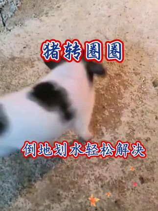 #养猪技术 #养猪人的日常 #养猪小妙招 #养殖 #养猪人