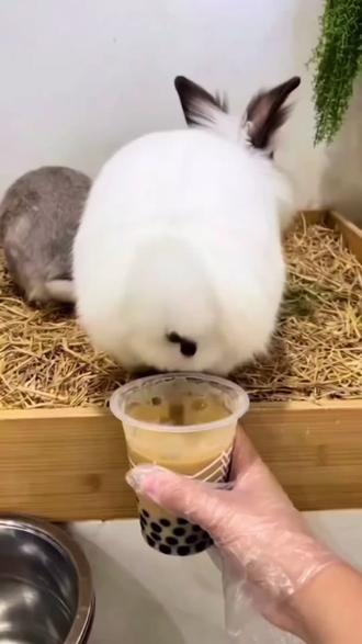 兔屎奶茶你喝过吗?#picset#ai电商#ai电商设计#ai电商主图