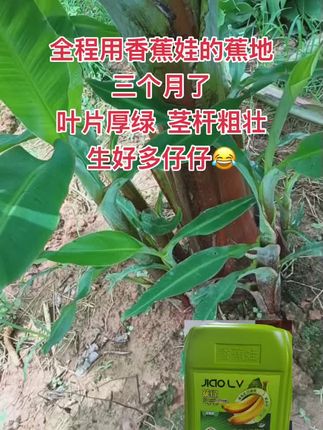 喝了三个月香蕉娃的营养快线#农业种植 #香蕉种植#香蕉娃#抖音我要上热门