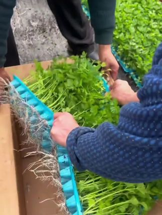 芹菜苗种芹菜简单#种菜 #蔬菜种植 #种植