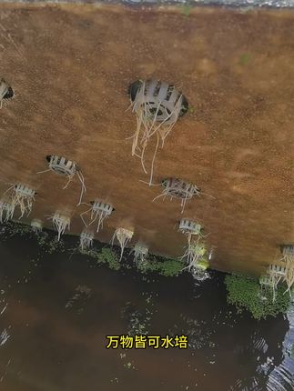 鱼菜共生农场的草莓,开始发力生长了