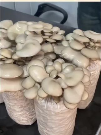 喷水就长【买1发3】蘑菇菌包好养食用菌菌棒平菇种植包菌菇包菌种包 #食用菌栽培 #这种蘑菇你吃过吗 #蘑菇种植 #菌菇吃了有什么好处