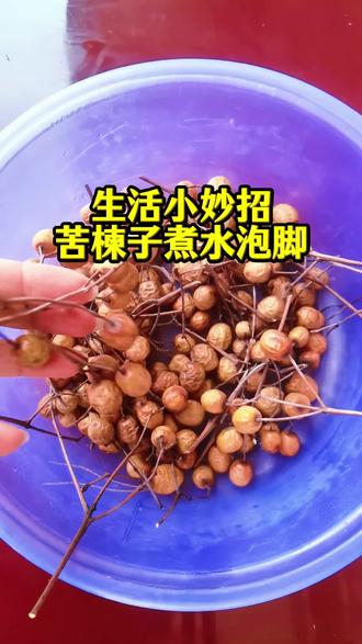 生活小妙招,苦楝子煮水泡脚,它能很多人的大麻烦#苦楝子 #生活小妙招 #泡脚 #泡脚加点料 #每日分享