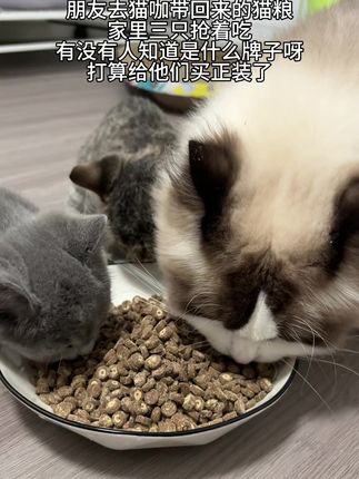 海底捞这个猫粮!#猫粮 #猫粮推荐 #全网捞