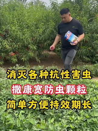 消灭农作物的害虫,不用打农药,直接撒康宽撒施型防虫颗粒#农业种植 #花生种植 #红薯种植 #病虫害防治 #三农种植