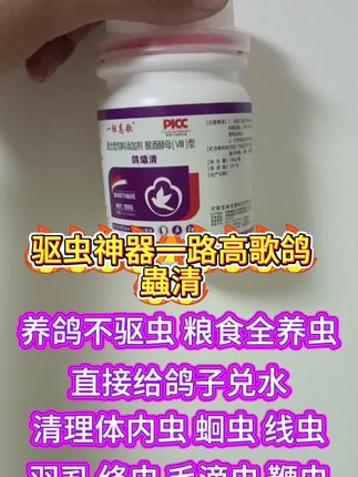 #鸽子 #养鸽人 #信鸽赛鸽 #信鸽 #又在骗我养鸽子