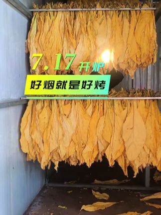 打顶后来三遍 烤烟轻松提一级 #花苷素钾多肽#烤烟补钾增糖开片落黄 #烤烟种植技术与管理 #烤烟落黄#鲁涛