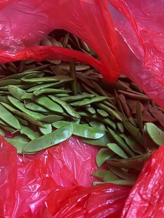 农民自种露天白玉洋扁豆