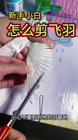 新鸟到家如何剪羽,今天给小白剪羽了,剪完它没有记仇没有抑郁或者应激,反而马上就亲人了,往我身上爬#上热门 #鹦鹉剪羽 #鹦鹉剪羽教程 #虎皮鹦鹉#鹦鹉鹦鹉萌萌哒逗鹦鹉