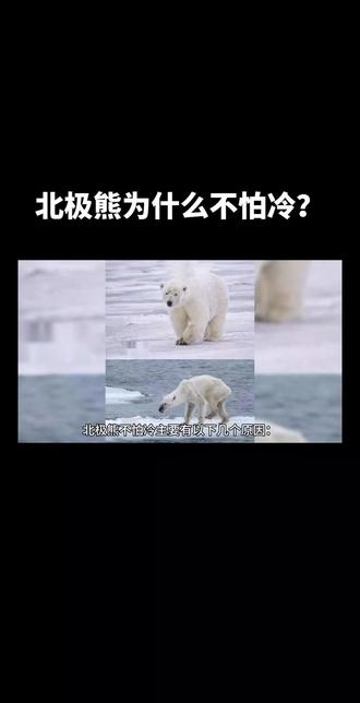 #热门 北极熊为什么不怕冷?