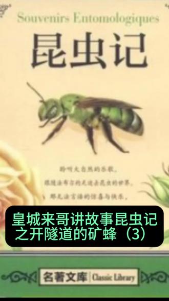 皇城来哥讲故事:昆虫记之开隧道的矿蜂(3)