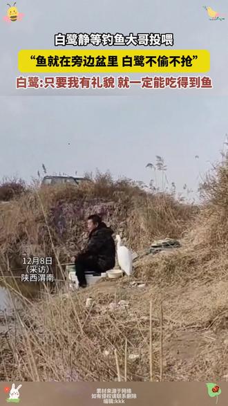 #白鹭静等钓鱼大哥投喂
“鱼就在旁边盆里 白鹭不偷不抢”
白鹭:只要我有礼貌 就一定能吃得到鱼