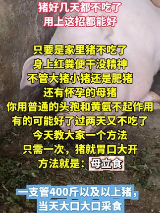 养殖猪牛羊#养殖技术服务#养殖
