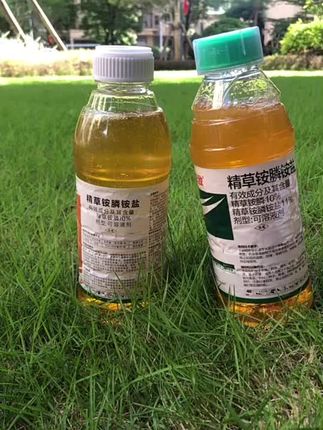 新升级版精草铵膦铵盐除草剂,专除多种抗性杂草,除草干净不易返青,死草快还有封闭作用,超大容量的一瓶十斤装,可以用3瓶盖兑水一桶,对准杂草定向喷雾 有种植作物的需要避开作物定向杂草喷雾,无论果园里、苗木间还是田埂上、荒地里都能使用这款精草铵膦铵盐,可以试试,高含量效果更好,它可以去除几十种抗性杂草,所有有杂草的地方都可以用,200克兑水一桶,定向喷雾即可,不伤土壤和作物根系,厂家冬季大促,一瓶也是批发价,整箱更优惠,还包邮到家,需要的朋友不要错过,赶紧带回家试试吧!#精草铵膦铵盐#果园除草 #抖音助农 #除草剂#除草神器