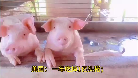 世界上最能吃猪肉的是哪些国家#探索