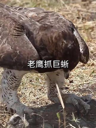 老鹰抓捕蜥蜴 #看动物世界品百味人生