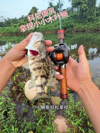 发现一款颜值很高实木握把的竿子非常好用,科尼的新款御风,喜欢的可以了解一下。#科尼御风 #科尼路亚竿 #微物路亚 #木叶鳜
