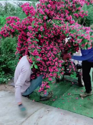 想养花不知道养什么,那就种一颗#红王子锦带 不仅花期长花量大,还特别好养#红王子锦带花 #花卉绿植 #庭院花园 #家庭养花