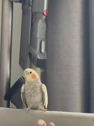 #世上怎会有如此肥美的小鹦鹉 对我的玉足,如此着迷哈哈哈🤣