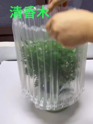 #清香木 又叫胡椒木,其叶片独特的香味可以驱赶房间的蚊虫,一年四季常绿,特别好养,有水就活#爱生活爱养花 #花卉绿植 #绿植盆栽 #好物推荐