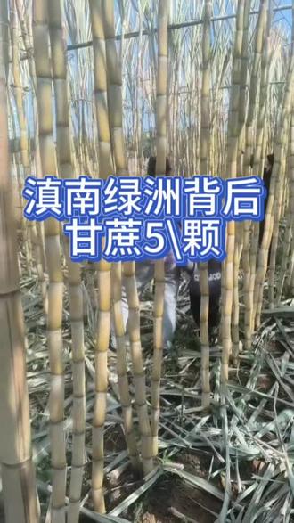 #我的农村生活 #甘蔗 甘蔗便宜出,宝子们需要的快来