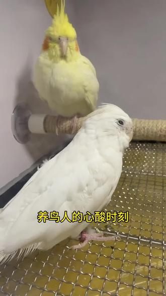 养鸟人的心酸,毒粮#玄凤鹦鹉