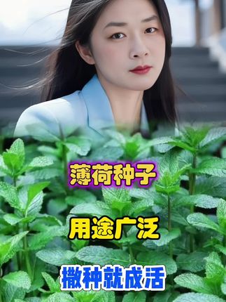 夏天家里怎么能不种它呢?#薄荷 #家庭种植 #防蚊虫