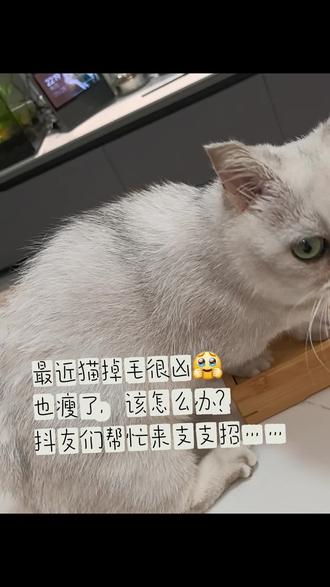 #真实生活分享计划 最近猫掉毛很凶,也瘦了,该怎么办?抖友们支支招🥹🥹🥹🥹