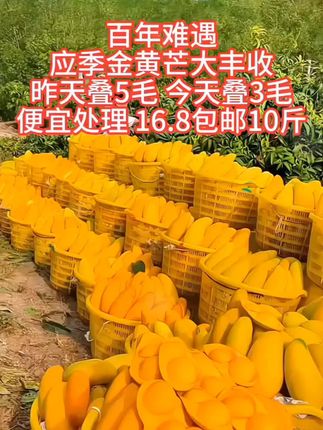 #金煌芒#芒果#优质农产品 #超便宜超划算 #优惠活动火爆进行中