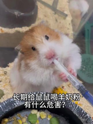 要想鼠鼠长得好,羊奶可少不了啊#养鼠日常 #养鼠日常分享 #仓鼠🐹 #新手养鼠指南 #仓鼠用品