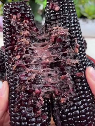🌽【东北黑糯玉米】一口沦陷。✅黑土地孕育的天然营养,黏糯香甜直击味蕾0添加非转基因,蒸煮15分钟即享😋 ✅早餐/代餐/零食全能选手,软糯到粘牙~ ✅尝鲜价限时开抢,把东北的甜糯吃进肚里!#优质农产品 #好吃不贵经济实惠 #口感特别好 #嘎嘎好吃 #快来一起尝个鲜 @Dou+流量推送 @抖老师流量扶持(快速上热门) @抖加🔥上热门🔥dou+🔥热点宝 @DOU+小助手