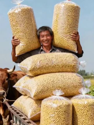 咱东北这黄豆,那真是实打实的好东西!就长在黑土地里,日照足、雨水匀,颗颗长得圆滚滚、饱当当,摸着都沉手。   不管是泡发了打豆浆,煮出来那叫一个浓,喝着满嘴豆香;还是发豆芽,根根脆嫩,炒着吃特爽口;磨豆腐、做豆酱也都合适,自带一股天然的豆鲜味。   都是当季新收的好豆子,没乱七八糟的添加,家里老人孩子吃着也放心。平时做饭缺不了这口豆香味儿的,选东北黄豆准没错!#优质农产品 #五谷杂粮#黄豆#豆浆#黄豆焖猪蹄 @DOU+上热门