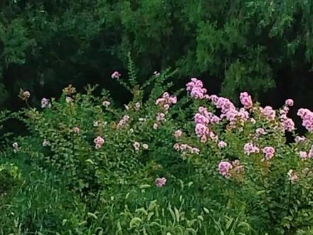 #音乐种草计划
标签汽水音乐