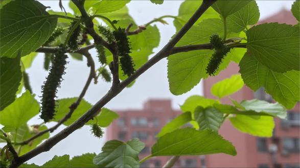 白色长果桑葚又冒出了“毛毛虫🐛”,盆栽和地栽的树势有何差别#阳台种植 #桑葚 #白色长果桑 #盆栽果树 #盆栽