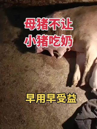 #母猪不让小猪吃奶怎么办 #母猪养殖技术 #小猪打架 #养猪人不容易
