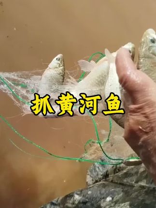 #鱼获满满 #户外捕鱼 #户外抓鱼 #渔网