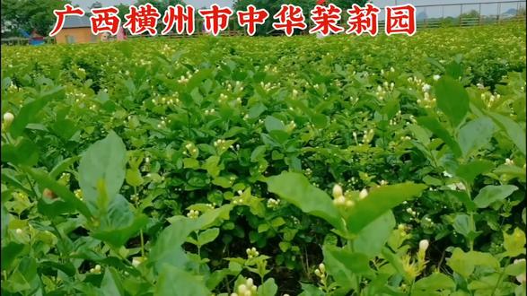 广西横州市中华茉莉园#广西茉莉花之乡 #广西横县茉莉之乡 #中国茉莉之乡 #心灵栖息地#诗意画卷