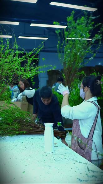 现切干枝雪柳优质网红花材水培发芽开花白色修剪养护天然绿化#雪柳#干枝雪柳 #水培雪柳