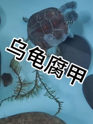 龟龟腐皮烂甲怎么处理?试试这个庆大霉素#龟龟腐皮烂甲白点等#养成龟常见问题处理#养龟常备#龟用好物推荐