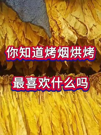 #烤烟种植技术与管理 #烤烟烘烤 #烤烟 #防病增产组合叶连根和长好烟