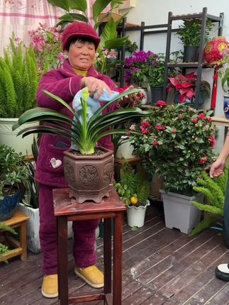 #花卉绿植 #绿植养护 #花卉绿植养护技巧 #种植 #服务三农