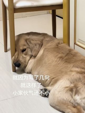 生闷气的小斗#金毛 #萌宠出道计划 #戏精 #动物的迷惑行为 #狗狗