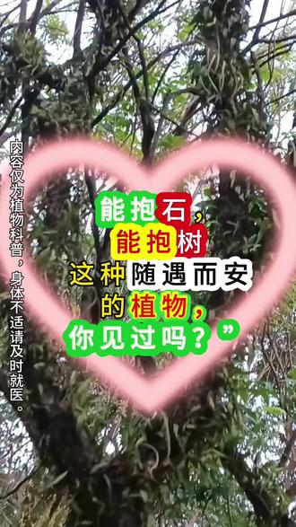 抱石莲/江湖人称:石瓜子、止咳草、风不动、瓜子草
长石上是圆润小元宝,上树就变细长青鳞甲。一身山野气,满背生存智慧。
你的家乡叫它什么?
#抱石莲#植物科普 #山野植物 #民间智慧#和大自然亲密接触