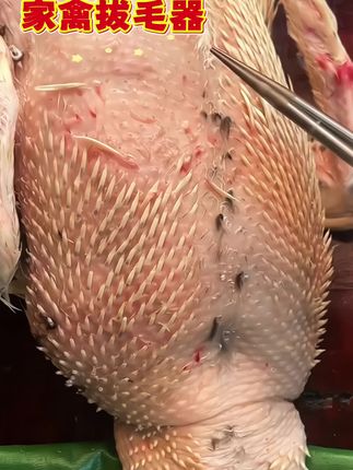 家禽拔毛器#电动拔毛器#拔毛神器